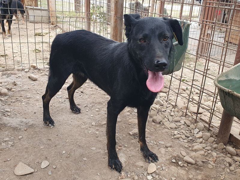 ♥POCAHONTAS♥ wunderschöne, sehr menschenbezogene, aufgeweckte Hündin voller Lebensfreude 58 cm