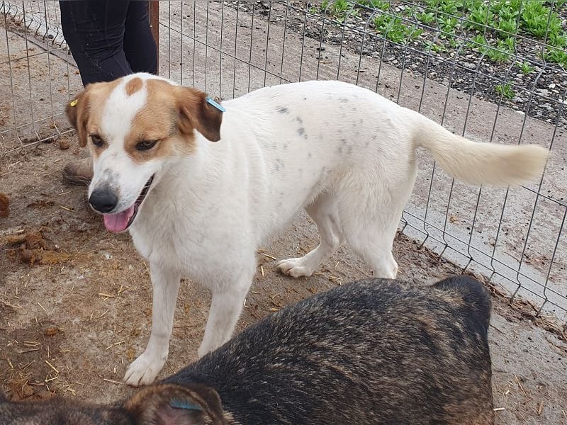 ♥BRAJA♥ wundervolle, verschmuste und aufgeschlossene Hündin, die begeistert 54 cm