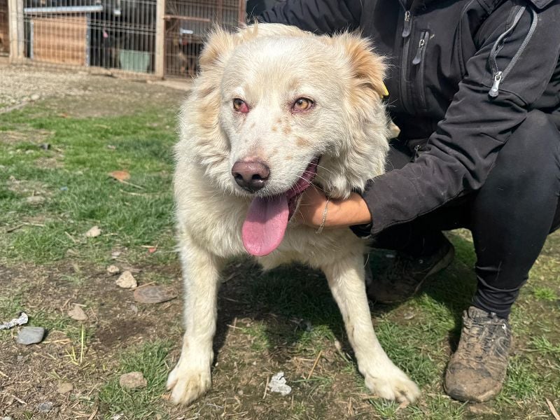 ♥ANJA♥ wunderschöne, sehr aufgeschlossene und abenteuerlustige Hündin 56 cm ♥ANJA♥ wunderschöne, sehr aufgeschlossene und abenteuerlustige Hündin 56 cm