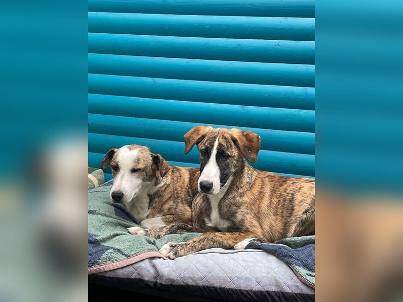 ♥BALU♥ neu auf Pflegestelle bei Köln-wundervoller, verschmuster Junior zum Verlieben 51cm (wachsend) ♥BALU♥ neu auf Pflegestelle bei Köln-wundervoller, verschmuster Junior zum Verlieben 51cm (wachsend)
