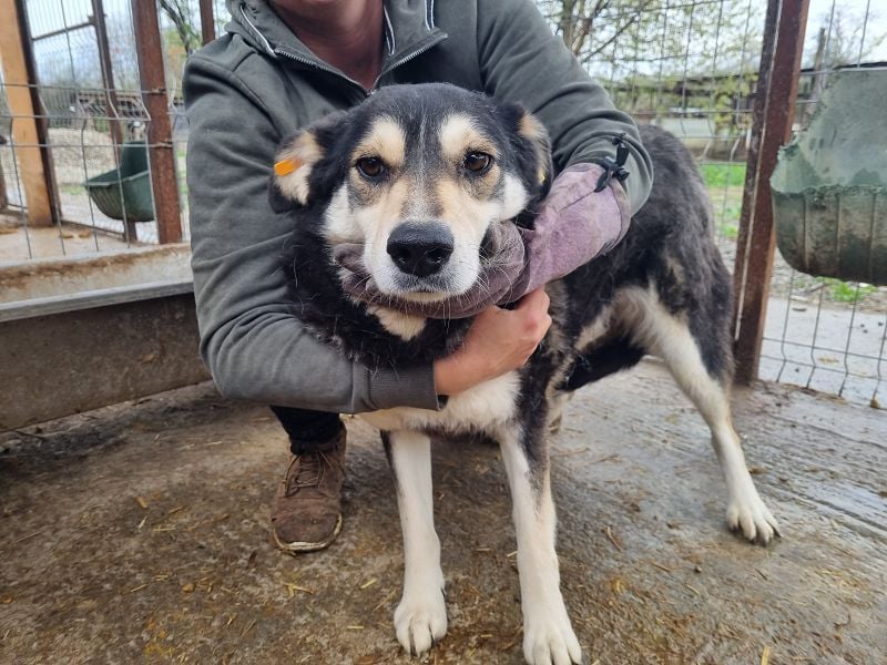 ♥EDANA♥ wunderschöne, tolle Hündin, die im Zwinger sehr eingeschüchtert wird 57 cm ♥EDANA♥ wunderschöne, tolle Hündin, die im Zwinger sehr eingeschüchtert wird 57 cm