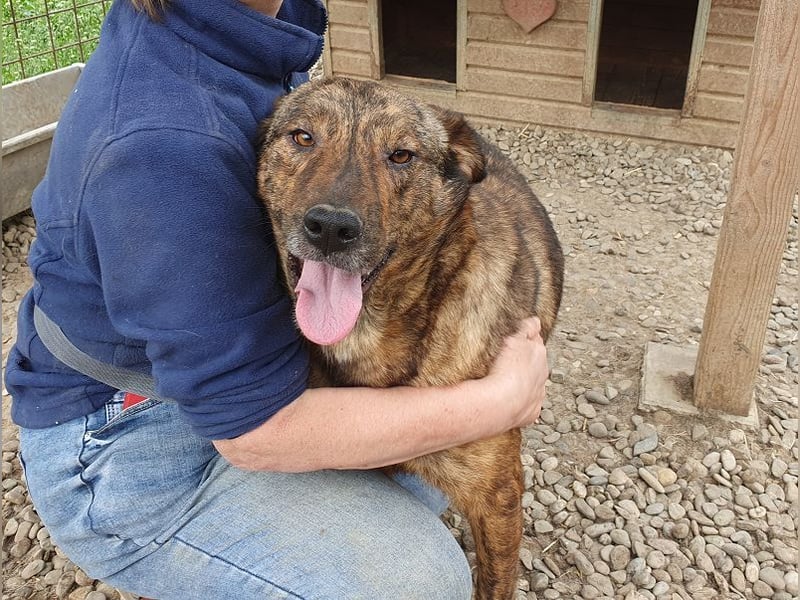 ♥SAVI♥ verschmuste, sehr menschenbezogene Hündin mit der besonderen Fellzeichnung 60 cm ♥SAVI♥ verschmuste, sehr menschenbezogene Hündin mit der besonderen Fellzeichnung 60 cm