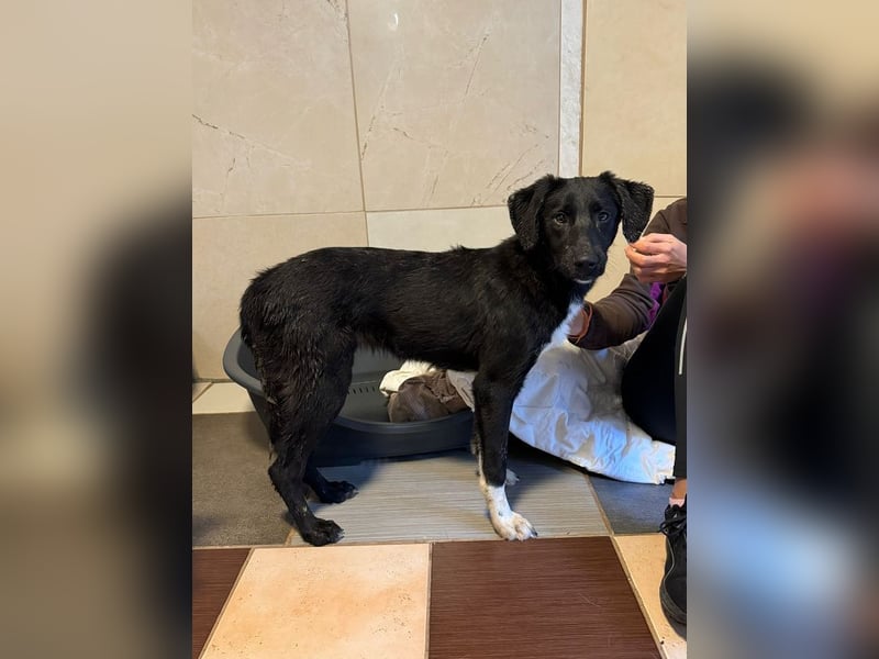 ♥ROSA♥ neu auf Pflegestelle bei Köln - zuckersüßes, aufgeschlossenes, liebes Hundemädchen 55 cm