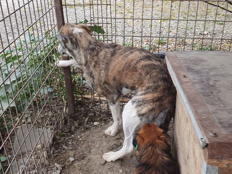 NOTFALL ♥MAJA♥ wunderschöne gestromte, ganz liebe Hündin ohne Selbstvertrauen, die gemobbt wird 60cm