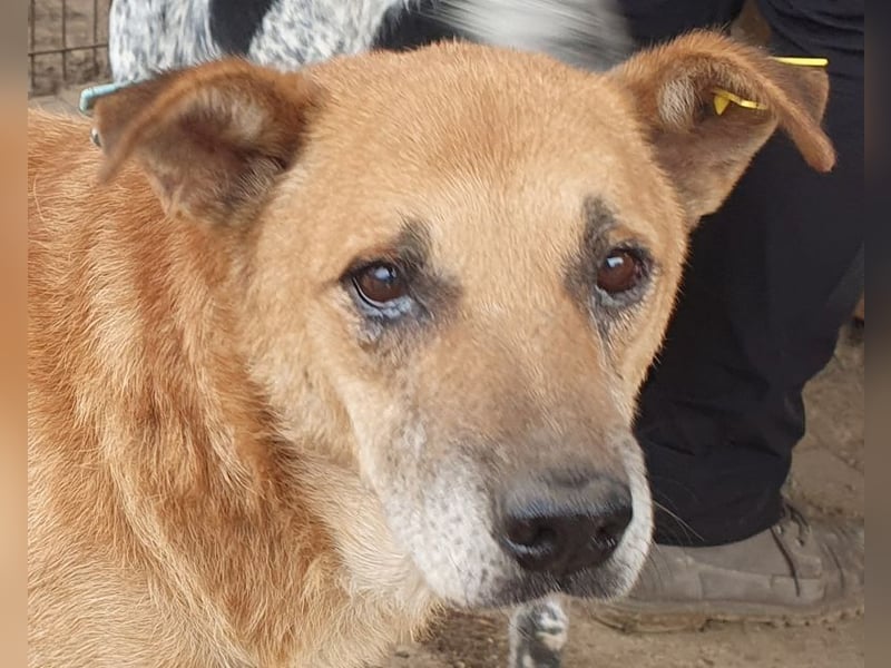 ♥COUGAR♥ ganz sanfter, bescheidener lieber Senior, der noch so viel Liebe zu verschenken hat 51 cm ♥COUGAR♥ ganz sanfter, bescheidener lieber Senior, der noch so viel Liebe zu verschenken hat 51 cm