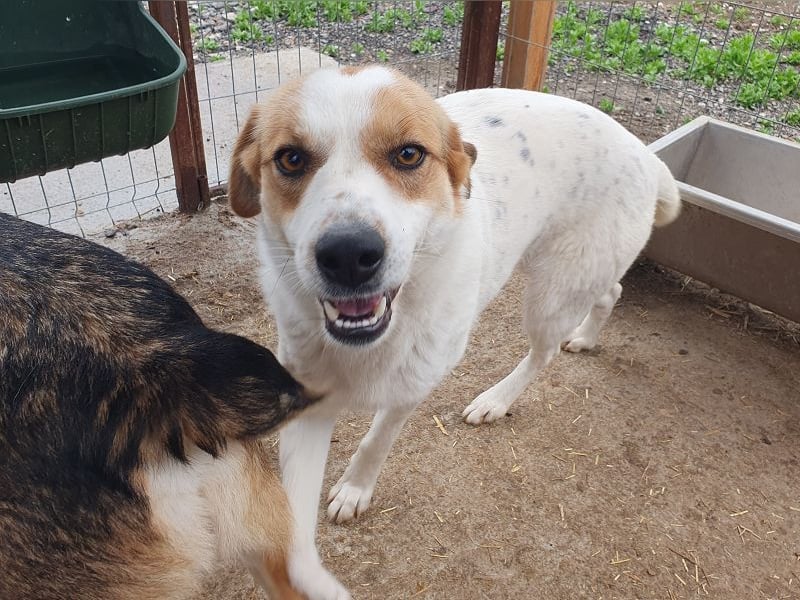 ♥BRAJA♥ wundervolle, verschmuste und aufgeschlossene Hündin, die begeistert 54 cm