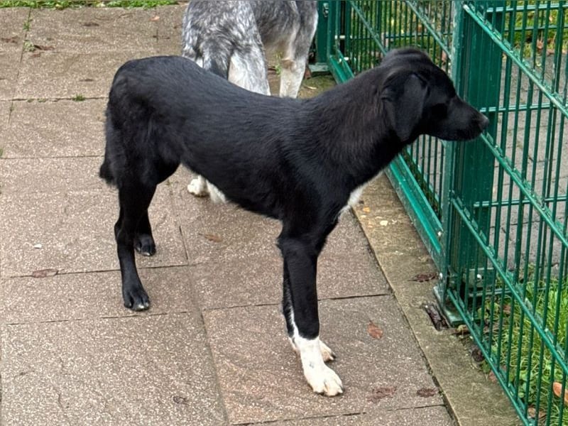 ♥ROSA♥ neu auf Pflegestelle bei Köln - zuckersüßes, aufgeschlossenes, liebes Hundemädchen 55 cm