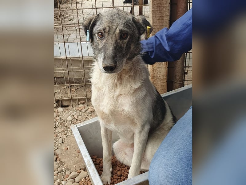 ♥JOEY♥ wunderbarer, verschmuster, ganz lieber ruhiger Rüde 56 cm ♥JOEY♥ wunderbarer, verschmuster, ganz lieber ruhiger Rüde 56 cm