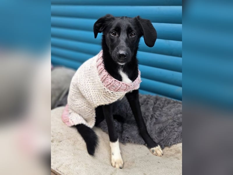 ♥ROSA♥ neu auf Pflegestelle bei Köln - zuckersüßes, aufgeschlossenes, liebes Hundemädchen 55 cm