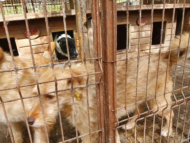 ♥FABRIZIO♥ sehr lieber, verschmuster, hübscher Rüde mit den bernsteinfarbenen Augen 59 cm ♥FABRIZIO♥ sehr lieber, verschmuster, hübscher Rüde mit den bernsteinfarbenen Augen 59 cm