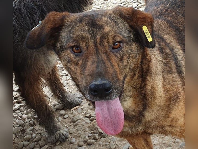 ♥SAVI♥ verschmuste, sehr menschenbezogene Hündin mit der besonderen Fellzeichnung 60 cm