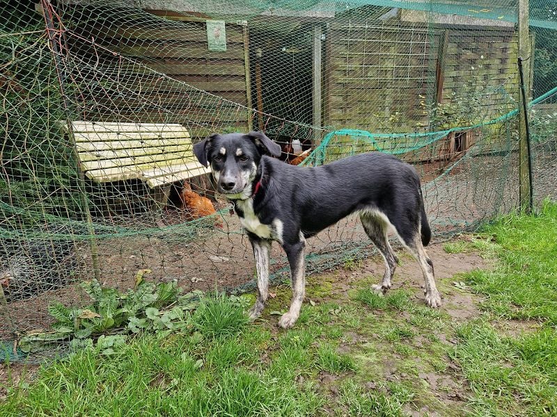 ♥INKY♥ auf Pflegestelle bei Köln - verspielte, fröhliche, ganz liebe Junghündin 58 cm