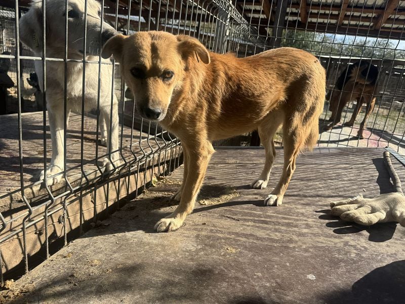 ♥FLEUR♥ süße Hündin. Es bricht einem das Herz zu sehen, wie sehr sie sich nach Zuneigung sehnt 51 cm