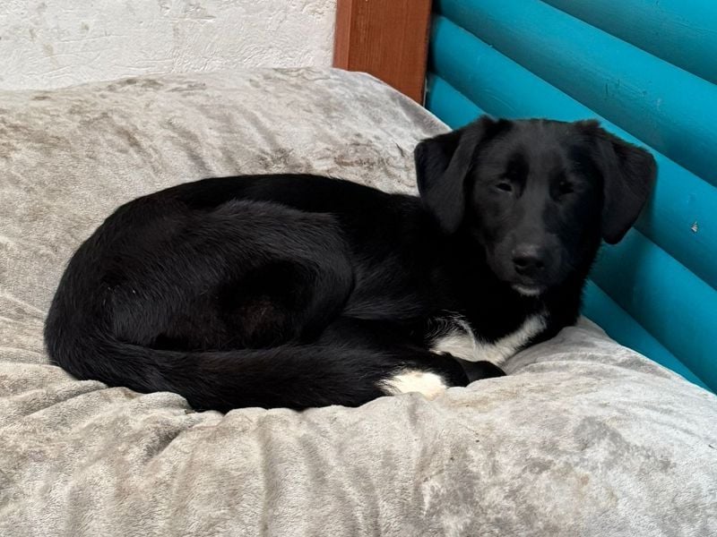 ♥ROSA♥ neu auf Pflegestelle bei Köln - zuckersüßes, aufgeschlossenes, liebes Hundemädchen 55 cm