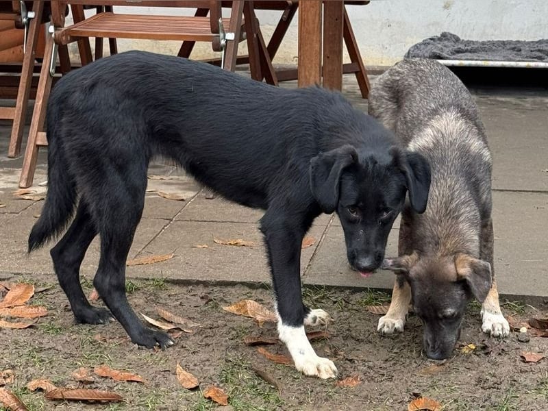 ♥ROSA♥ neu auf Pflegestelle bei Köln - zuckersüßes, aufgeschlossenes, liebes Hundemädchen 55 cm