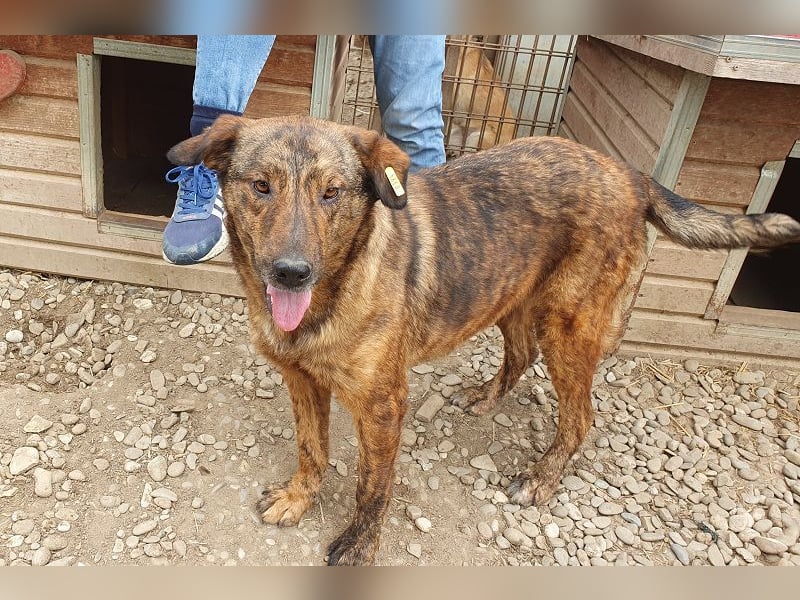 ♥SAVI♥ verschmuste, sehr menschenbezogene Hündin mit der besonderen Fellzeichnung 60 cm