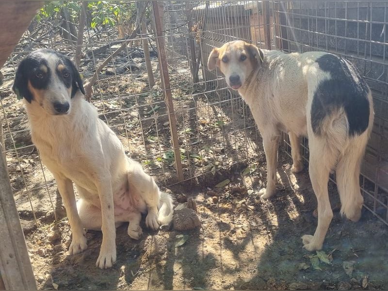 ♥NICOLA♥ hübsche, farbenfrohe,anfangs noch unsichere Hündin,die im Tierheim sehr gestresst ist 51 cm ♥NICOLA♥ hübsche, farbenfrohe,anfangs noch unsichere Hündin,die im Tierheim sehr gestresst ist 51 cm