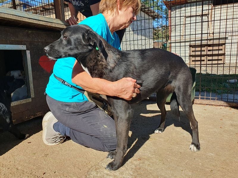 ♥LUCIANA♥ elegante, verschmuste treue Seele 54 cm