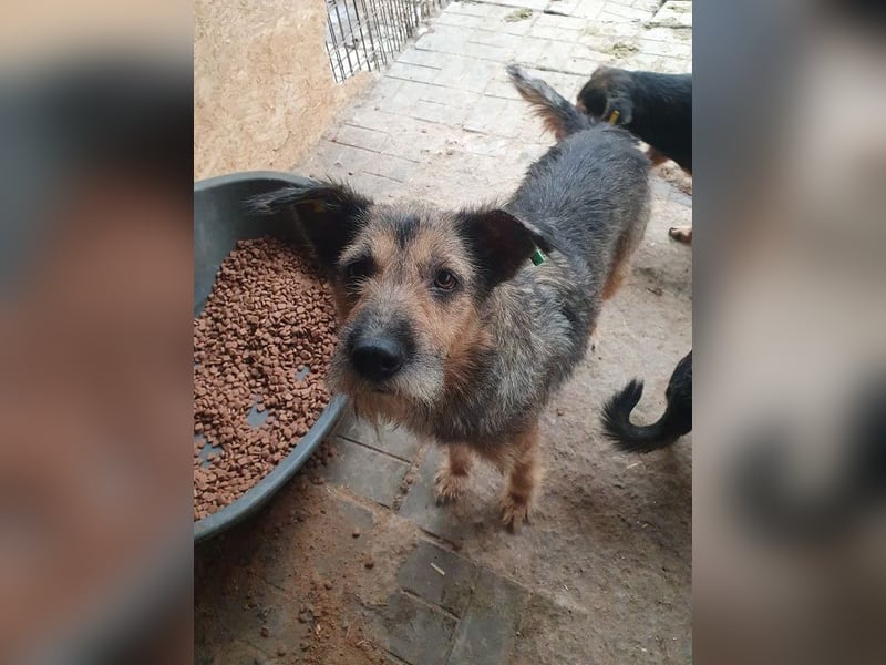 ♥MARA♥ hübsche, ruhige, geduldige zottelige Drahthaarhündin, die im Tierheim sehr leidet 56 cm