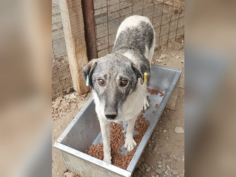 ♥JOEY♥ wunderbarer, verschmuster, ganz lieber ruhiger Rüde 56 cm ♥JOEY♥ wunderbarer, verschmuster, ganz lieber ruhiger Rüde 56 cm