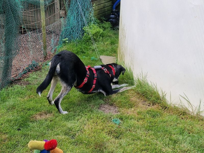 ♥INKY♥ auf Pflegestelle bei Köln - verspielte, fröhliche, ganz liebe Junghündin 58 cm