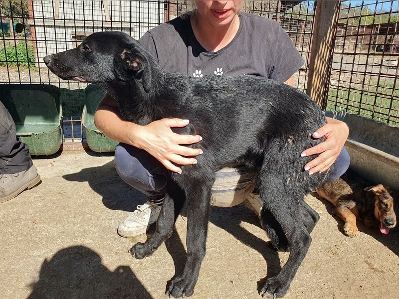 ♥MILLER♥ wundervoller, ganz lieber Junior, der sich nach Sicherheit und Wärme sehnt 51 cm (wachsend) ♥MILLER♥ wundervoller, ganz lieber Junior, der sich nach Sicherheit und Wärme sehnt 51 cm (wachsend)