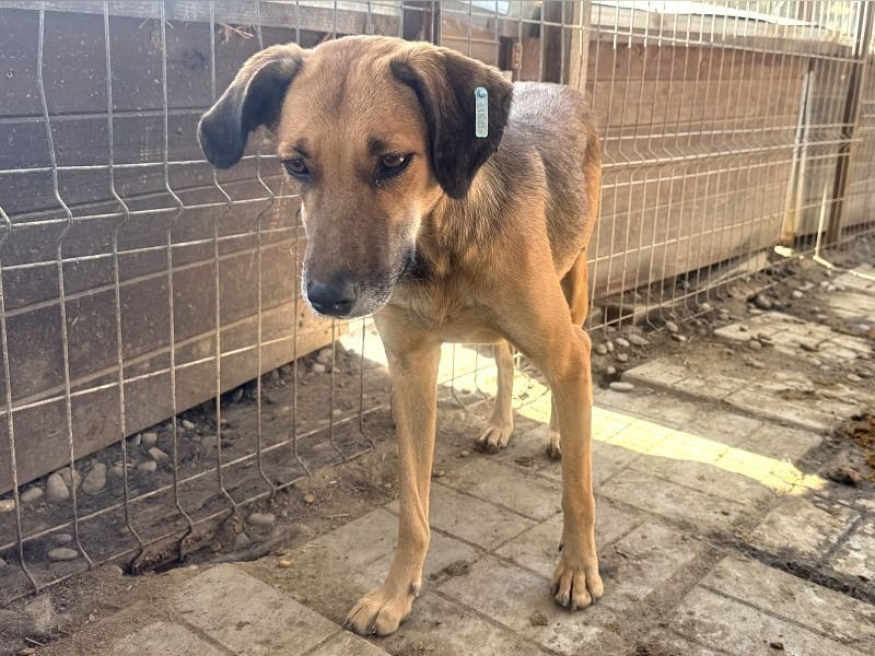 ♥NILA♥ wunderschöne Hündin, die fast ihr ganzes Leben im überfüllten Tierheim verbracht hat 57 cm ♥NILA♥ wunderschöne Hündin, die fast ihr ganzes Leben im überfüllten Tierheim verbracht hat 57 cm