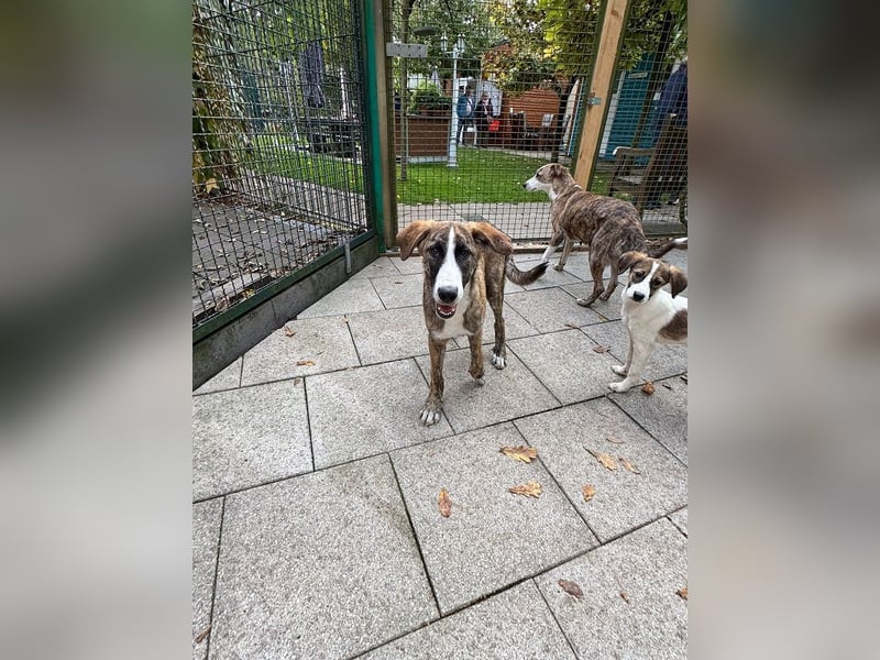 ♥BALU♥ neu auf Pflegestelle bei Köln-wundervoller, verschmuster Junior zum Verlieben 51cm (wachsend) ♥BALU♥ neu auf Pflegestelle bei Köln-wundervoller, verschmuster Junior zum Verlieben 51cm (wachsend)