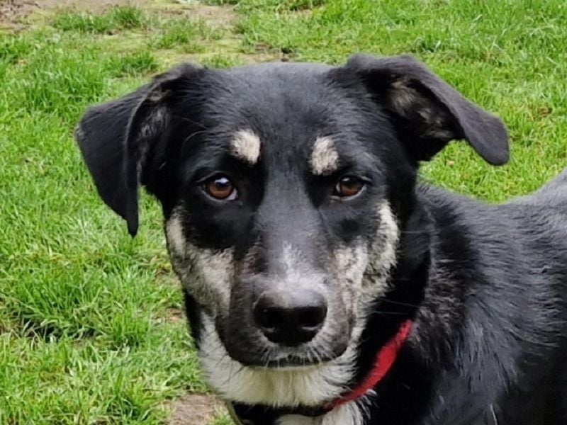 ♥INKY♥ auf Pflegestelle bei Köln - verspielte, fröhliche, ganz liebe Junghündin 58 cm ♥INKY♥ auf Pflegestelle bei Köln - verspielte, fröhliche, ganz liebe Junghündin 58 cm