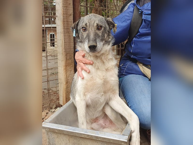 ♥JOEY♥ wunderbarer, verschmuster, ganz lieber ruhiger Rüde 56 cm ♥JOEY♥ wunderbarer, verschmuster, ganz lieber ruhiger Rüde 56 cm