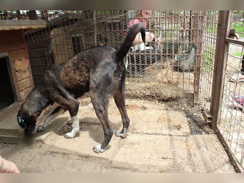 ♥ROJO♥ wunderschöner, verspielter, gestiefelter Rüde, der sich nach menschlicher Nähe sehnt 59cm