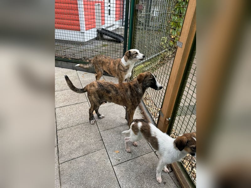 ♥BALU♥ neu auf Pflegestelle bei Köln-wundervoller, verschmuster Junior zum Verlieben 51cm (wachsend) ♥BALU♥ neu auf Pflegestelle bei Köln-wundervoller, verschmuster Junior zum Verlieben 51cm (wachsend)