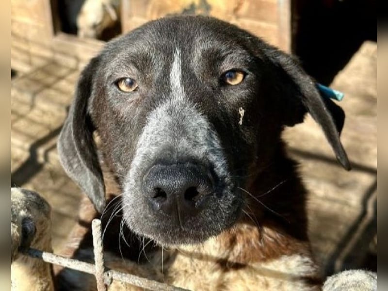 ♥ROJO♥ wunderschöner, verspielter, gestiefelter Rüde, der sich nach menschlicher Nähe sehnt 59cm