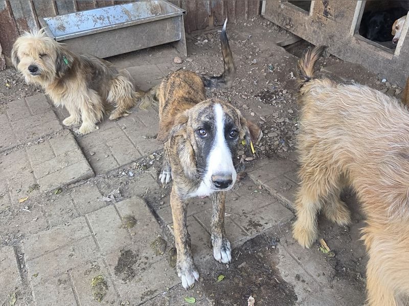 ♥BALU♥ neu auf Pflegest bei Köln-wundervoller Junior, dessen Schicksal ans Herz geht 51cm (wachsend)