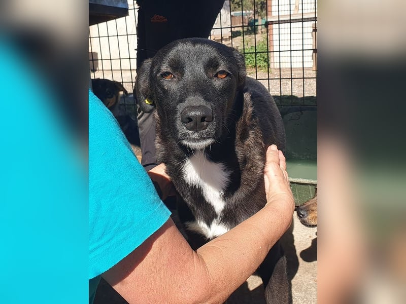 ♥LUCIANA♥ elegante, verschmuste treue Seele 54 cm