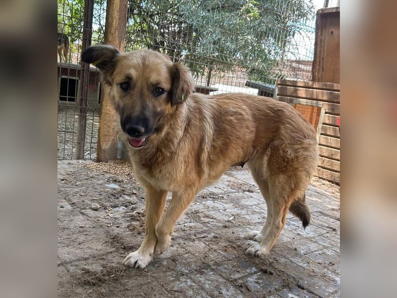 ♥TANJA♥ ganz liebe, aufgeschlossene Hündin mit fuchsrotem Fell 54 cm