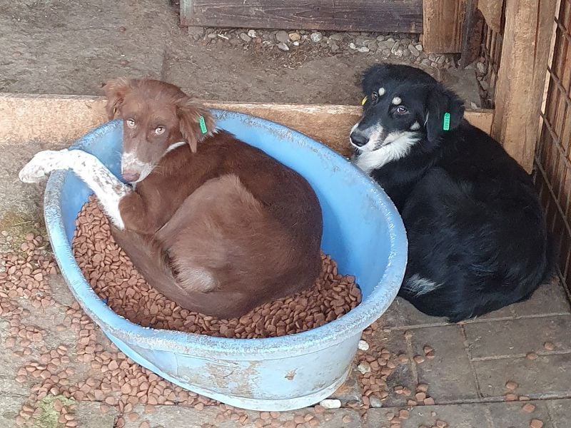 ♥LYRA♥ wunderschöne, ganz liebe, sensible Seele 54 cm