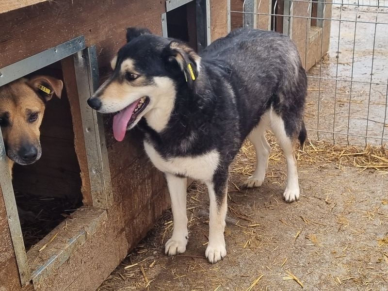 ♥EDANA♥ wunderschöne, tolle Hündin, die im Zwinger sehr eingeschüchtert wird 57 cm ♥EDANA♥ wunderschöne, tolle Hündin, die im Zwinger sehr eingeschüchtert wird 57 cm