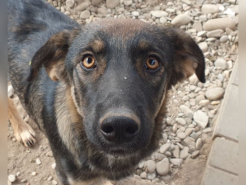 ♥MATTEO♥ wunderschöner, verschmuster, anhänglicher Junior mit leuchtend braunen Augen 52 cm