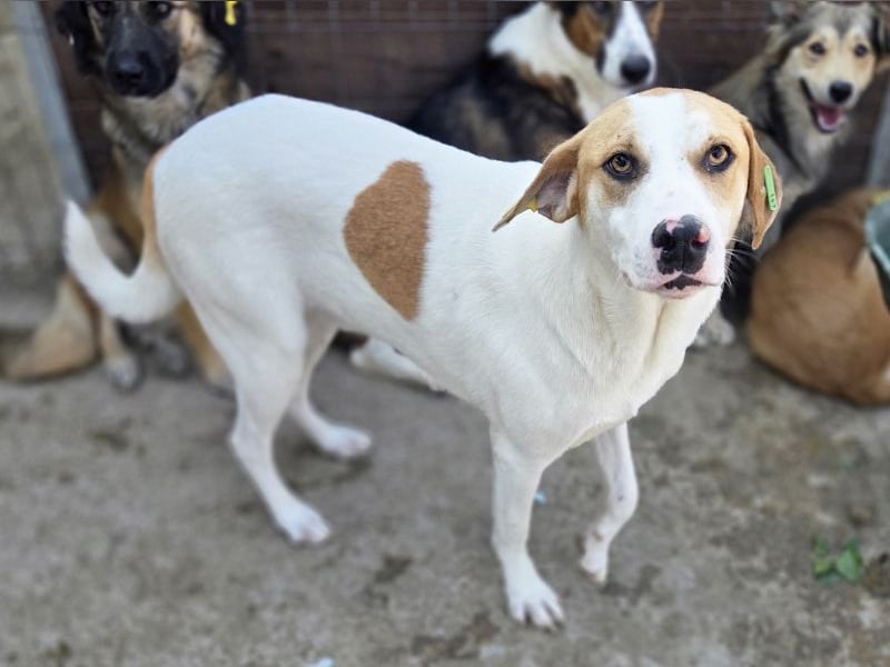 ♥MARIAN♥ hübscher, sehr menschenbezogener Rüde, der sicher ein toller Begleiter wird 55 cm