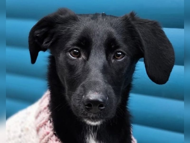 ♥ROSA♥ neu auf Pflegestelle bei Köln - zuckersüßes, aufgeschlossenes, liebes Hundemädchen 55 cm