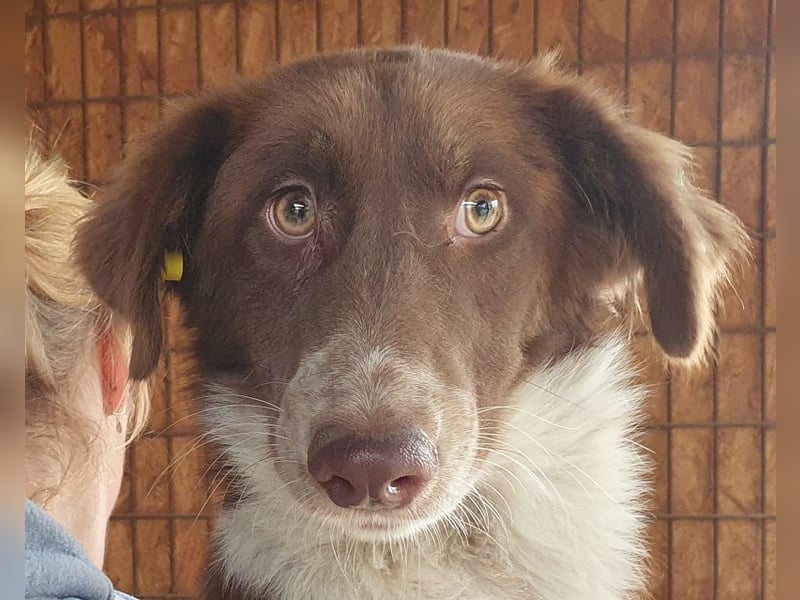 ♥LYRA♥ wunderschöne, ganz liebe, sensible Seele 54 cm