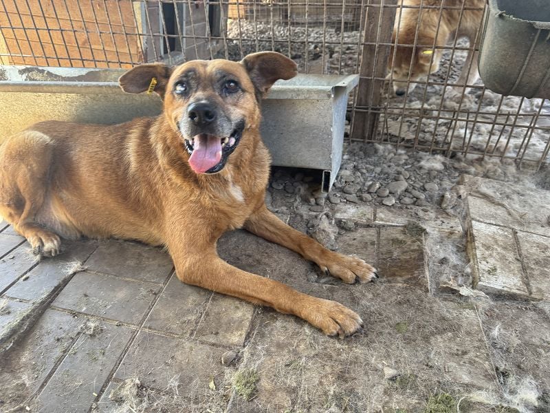 NOTFALL ♥LITCHIE♥ süße, verschmuste, tolle Seniorhündin, für die wir einen Gnadenplatz suchen 56 cm