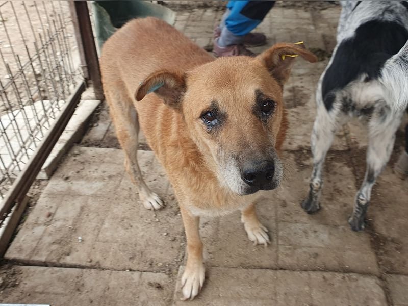 ♥COUGAR♥ ganz sanfter, bescheidener lieber Senior, der noch so viel Liebe zu verschenken hat 51 cm ♥COUGAR♥ ganz sanfter, bescheidener lieber Senior, der noch so viel Liebe zu verschenken hat 51 cm