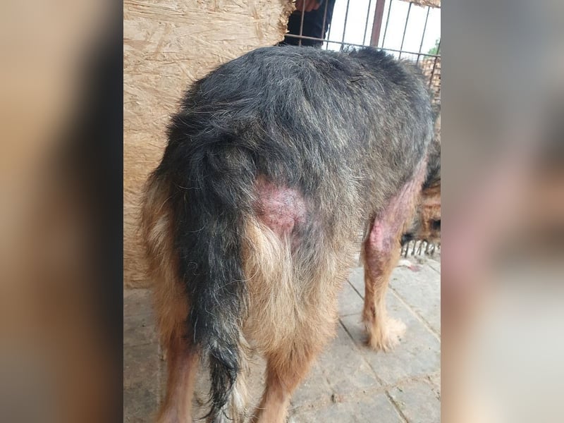 ♥MARA♥ hübsche, ruhige, geduldige zottelige Drahthaarhündin, die im Tierheim sehr leidet 56 cm ♥MARA♥ hübsche, ruhige, geduldige zottelige Drahthaarhündin, die im Tierheim sehr leidet 56 cm