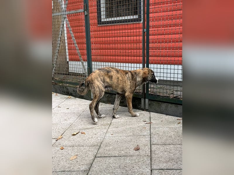 ♥BALU♥ neu auf Pflegestelle bei Köln-wundervoller, verschmuster Junior zum Verlieben 51cm (wachsend) ♥BALU♥ neu auf Pflegestelle bei Köln-wundervoller, verschmuster Junior zum Verlieben 51cm (wachsend)