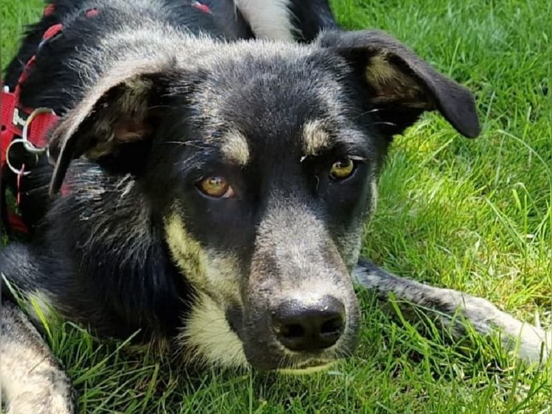 ♥INKY♥ auf Pflegestelle bei Köln - verspielte, fröhliche, ganz liebe Junghündin 58 cm