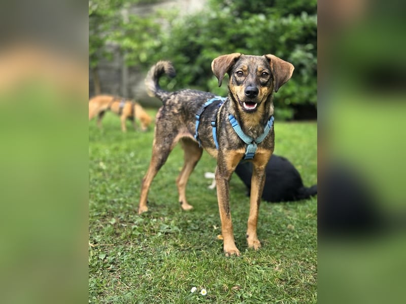 ♥FABIENNE♥ auf Pflegestelle bei Köln - ganz süße, sanfte, ruhige, liebe Hündin 53cm