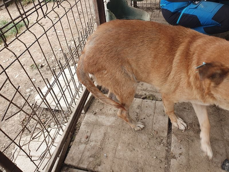 ♥COUGAR♥ ganz sanfter, bescheidener lieber Senior, der noch so viel Liebe zu verschenken hat 51 cm ♥COUGAR♥ ganz sanfter, bescheidener lieber Senior, der noch so viel Liebe zu verschenken hat 51 cm