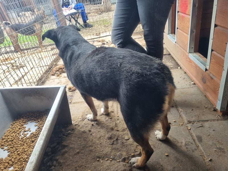 ♥KNOSPE♥ unterwürfige, ganz liebe und herzliche Hundedame 56 cm